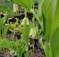 Polygonatum biflorum 